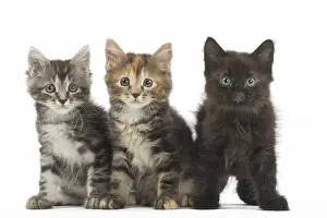 Bobtails: Kurilian Bobtail kittens in the studio