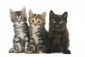 Bobtails: Kurilian Bobtail kittens in the studio