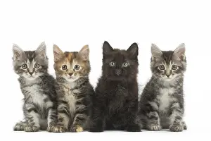 Bobtails: Kurilian Bobtail kittens in the studio