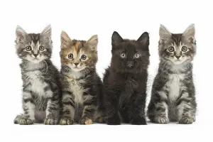 Bobtails: Kurilian Bobtail kittens in the studio