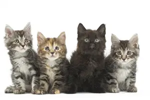 Bobtail: Kurilian Bobtail kittens in the studio