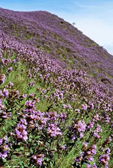 1994: Kurnji / Kurinji - Flower blooms every 12 years