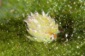 Bulakan: Kuro Sea Slug - Bulakan dive site, Seraya, Kubu