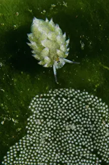 Antennae: Kuro Sea Slug by eggs - Melasti dive site, Amed