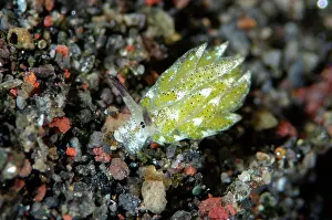 Cerata: Kuro Sea Slug - night dive - Melasti dive site