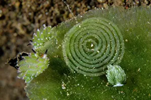 Slug: Kuro Sea Slugs - with Rabbit Sapsucking Slug (Costasiella