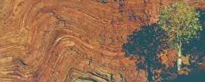 Strata: Kurrajong tree and gorge wall