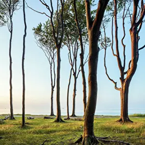 Ghost: Kustenwald im Abendlicht, Buchen an der Ostsee