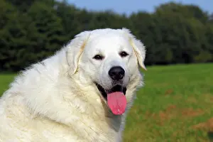 Guardian: Kuvasz (Canis lupus familiaris), male, portrait