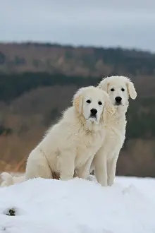 Kuvasz: Kuvasz and Podlahanski sitting in the snow, Arnsberg