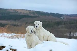 Kuvasz: Kuvasz and Podlahanski sitting in the snow, Arnsberg