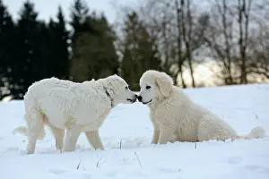 Sniff: Kuvasz and Podlahanski sitting in the snow sniffing