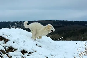 Move: Kuvasz romps in the snow and runs, Arnsberg, North