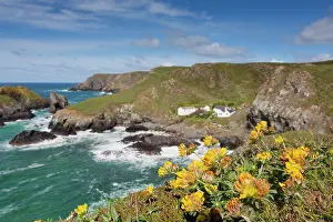 Coves: Kynance Cove - Kidney Vetch in foreground
