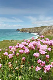 Coves: Kynance Cove - Thrift in Foreground