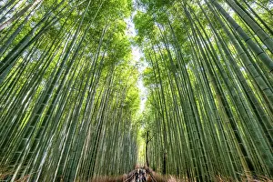 Label: Kyoto Japan. Arashiyama Bamboo Grove