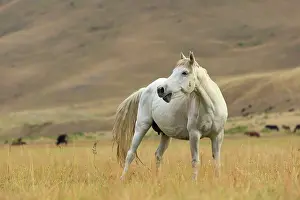 Steppes: Kyrgyz horse in the pasture - Kyrgyzstan