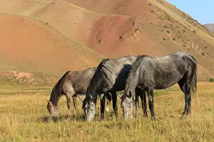 Steppes: Kyrgyz horses grazing in the pasture - Kyrgyzstan