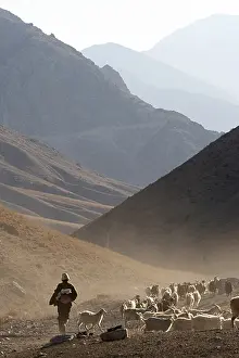 Vale: Kyrgyz shepherd and his flock of goats Kyrgyzstan