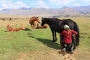 Foals: Kyrgyz woman milking a mare - Kyrgyzstan