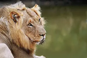 Royal: L