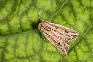 Album: L-album wainscot (Mythimna l-album) resting on green
