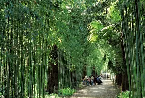 Bamboos: La Bambouseraie' - Central forest trail