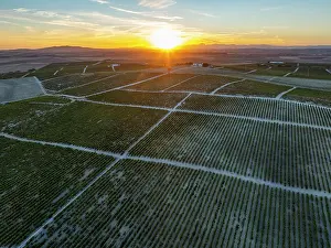 Vine: The La Canariera vineyard of the Bodega GonzÃ¡lez Byass near the town of Jerez de la Frontera