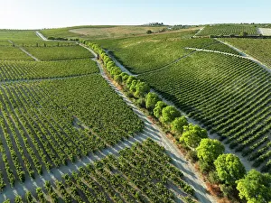 Vine: The La Canariera vineyard of the Bodega GonzÃ¡lez Byass near the town of Jerez de la Frontera