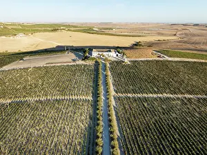 Vine: The La Canariera vineyard of the Bodega GonzÃ¡lez Byass near the town of Jerez de la Frontera