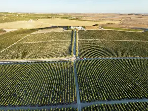 Vine: The La Canariera vineyard of the Bodega GonzÃ¡lez Byass near the town of Jerez de la Frontera