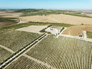 Vine: The La Canariera vineyard of the Bodega GonzÃ¡lez Byass near the town of Jerez de la Frontera