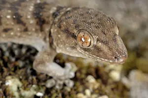Gomera: La Gomera Gecko