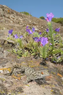 Gomera: La Gomera Gecko - in habitat