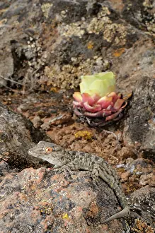 Skinks: La Gomera Gecko - in its rocky habitat
