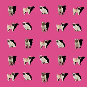 Textile: Dog