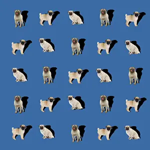 Pugs: Dog