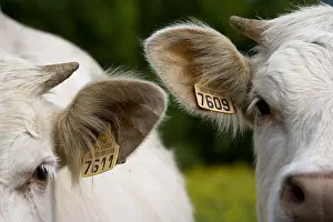 Writing: Labelled ears of Cows race Charolais Charolais France