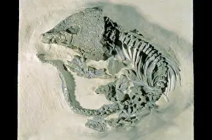 Permian: Labidosaurus Fossil