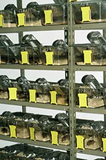 Laboratory: Laboratory Mice - boxes with Laboratory Mice