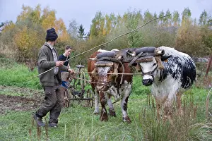 Beef: Labour to the old yoke with Vosges oxen Alsace France