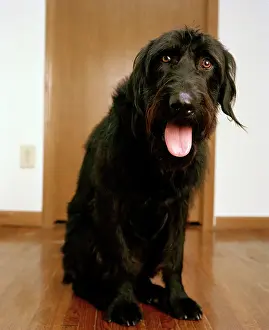 Labradoodles: Labradoodle - crossbreed between a Labrador & Poodle