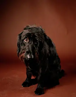 Labradoodles: Labradoodle - crossbreed between a Labrador & a Poodle