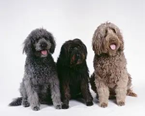 Labradoodles: Labradoodle DOGS - Three