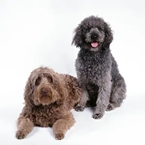 Labradoodle: Labradoodle DOGS - Two