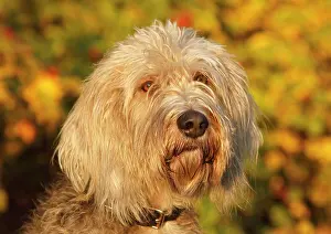 Basset: Labradoodle Grand Basset Griffon Vendeen Mongrel