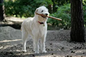 Labradoodles: Labradoodle holding stick