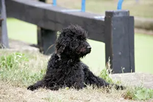 Lock: Labradoodle lying in front of lock gate