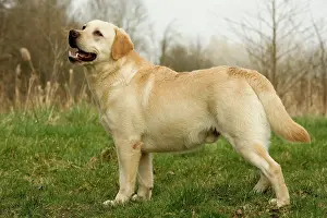 Gudogs: Labrador