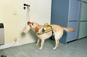 Disabled: Labrador - as aid dog opening a door by tugging on rope